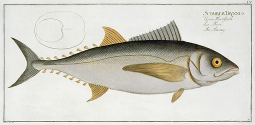 Thunfisch (Scomber Thynnus) Tafel LV aus 